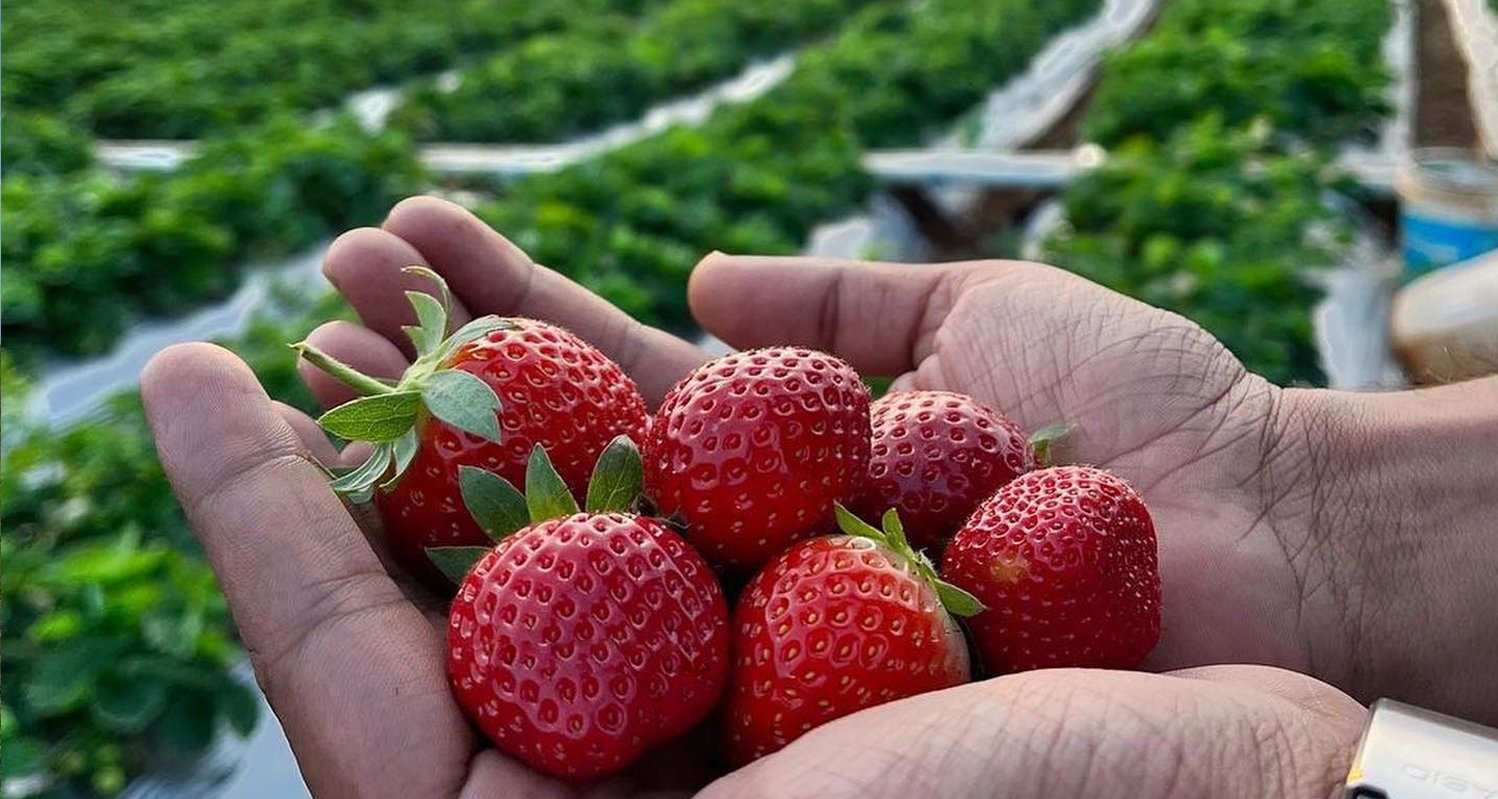 Strawberry Festival in Panchgani & Mahabaleshwar